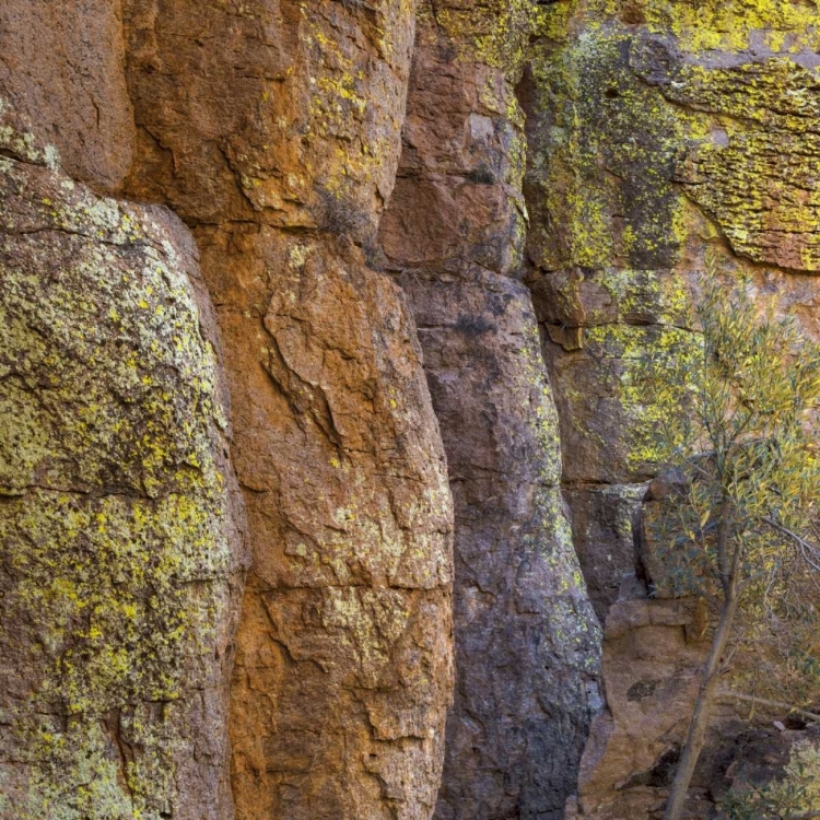 Picture of ARIZONA, CHIRICAHUA NATIONAL MONUMENT CLIFF FACE