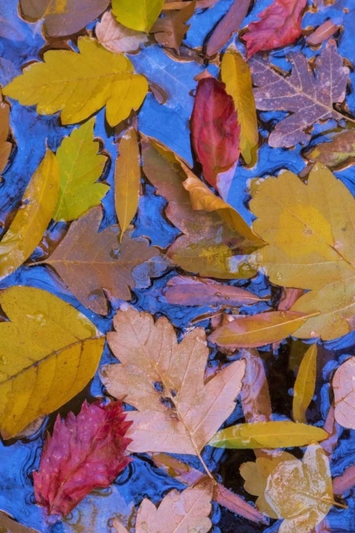 Picture of UTAH, GLEN CANYON FALL LEAVES FLOATING ON A POND