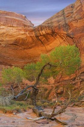 Picture of UTAH, GLEN CANYON COTTONWOOD TREE IN POOL CANYON
