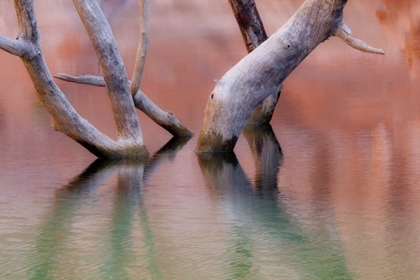 Picture of UTAH, GLEN CANYON DEAD COTTONWOOD TRUNKS IN LAKE