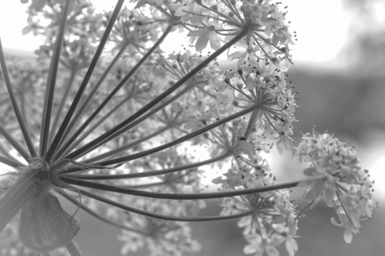 Picture of ALASKA, GLACIER BAY COW PARSNIP IN BARTLETT COVE