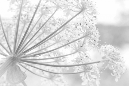 Picture of ALASKA, GLACIER BAY COW PARSNIP IN BARTLETT COVE