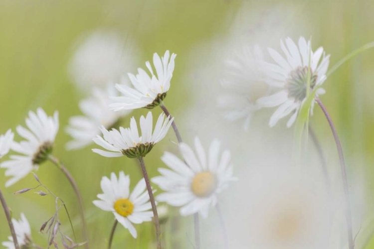 Picture of ALASKA, GLACIER BAY ARCTIC DAISIES IN DUNDAS BAY