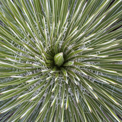 Picture of TEXAS, GUADALUPE MOUNTAINS SOAP TREE YUCCA PLANT