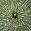 Picture of TEXAS, GUADALUPE MOUNTAINS SOAP TREE YUCCA PLANT