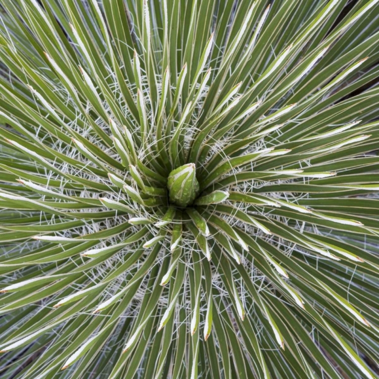 Picture of TEXAS, GUADALUPE MOUNTAINS SOAP TREE YUCCA PLANT