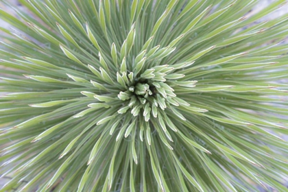 Picture of TEXAS, GUADALUPE MOUNTAINS SOAP TREE YUCCA PLANT