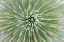 Picture of TEXAS, GUADALUPE MOUNTAINS SOAP TREE YUCCA PLANT