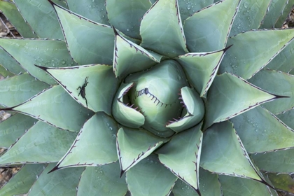 Picture of TEXAS, GUADALUPE MOUNTAIN NEW MEXICO AGAVE PLANT