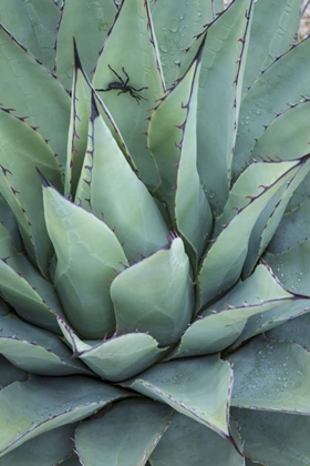 Picture of TEXAS, GUADALUPE MOUNTAIN NEW MEXICO AGAVE PLANT