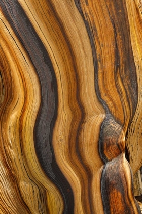 Picture of CALIFORNIA, INYO NF PATTERNS IN BRISTLECONE PINE