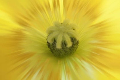 Picture of WASHINGTON, SEABECK ABSTRACT INSIDE POPPY FLOWER