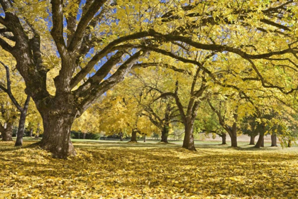 Picture of OREGON, JOSEPH H STEWART WALNUT TREES IN AUTUMN