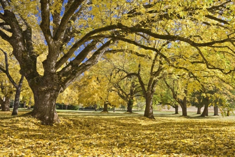 Picture of OREGON, JOSEPH H STEWART WALNUT TREES IN AUTUMN