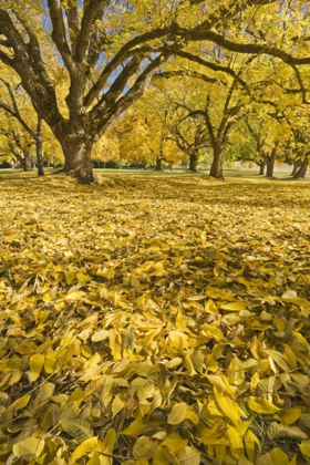 Picture of OREGON, JOSEPH H STEWART WALNUT TREES IN AUTUMN