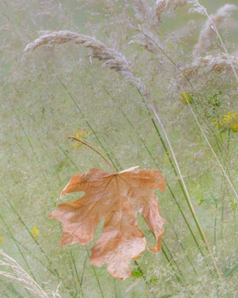 Picture of WASHINGTON, SEABECK MAPLE LEAF IN MEADOW GRASSES