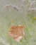 Picture of WASHINGTON, SEABECK MAPLE LEAF IN MEADOW GRASSES