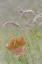 Picture of WASHINGTON, SEABECK MAPLE LEAF IN MEADOW GRASSES