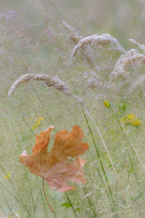 Picture of WASHINGTON, SEABECK MAPLE LEAF IN MEADOW GRASSES