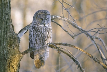 Picture of CANADA, QUEBEC GREAT GRAY OWL AT SUNSET