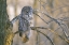 Picture of CANADA, QUEBEC GREAT GRAY OWL AT SUNSET