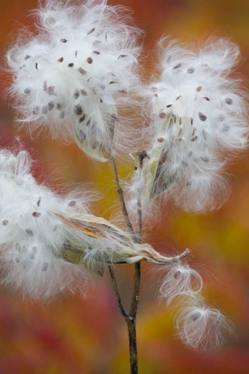 Picture of CANADA, QUEBEC, MILKWEED RELEASING SEEDS