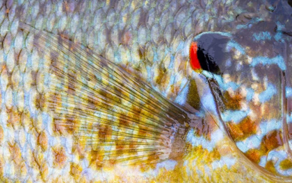 Picture of CANADA, QUEBEC, EASTMAN PUMPKINSEED FISH