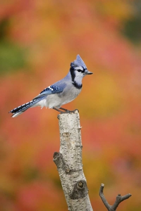Picture of CANADA, QUEBEC BLUE JAY PERCHED ON STUMP