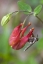 Picture of CANADA, QUEBEC BEE FLY ON WILD COLUMBINE