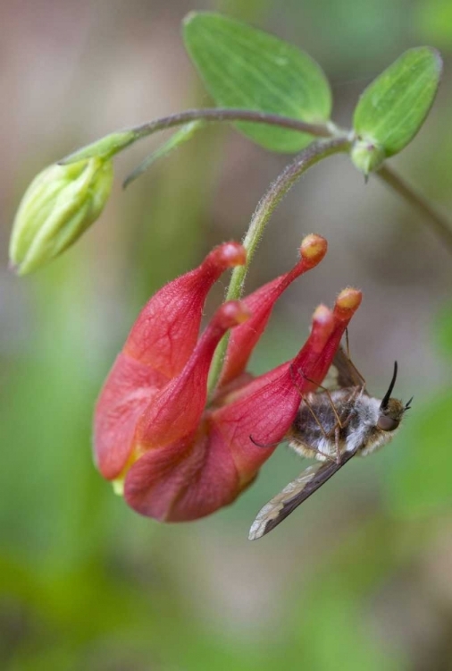 Picture of CANADA, QUEBEC BEE FLY ON WILD COLUMBINE