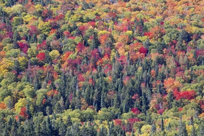 Picture of CANADA, MOUNT TREMBLANT NP FOREST IN FALL