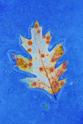 Picture of CANADA, QUEBEC RED OAK LEAF CAUGHT IN ICE