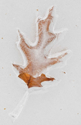 Picture of CANADA, QUEBEC RED OAK LEAF CAUGHT IN ICE