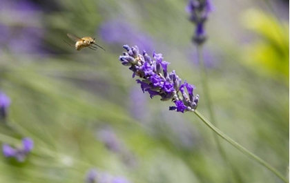 Picture of ITALY, TUSCANY BEE FLY AND LAVENDER FLOWER