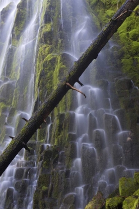 Picture of OREGON, PROXY FALLS WATERFALLS OVER BASALT