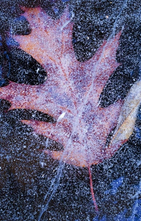 Picture of CANADA, QUEBEC, RED OAK LEAF UNDER LAKE ICE