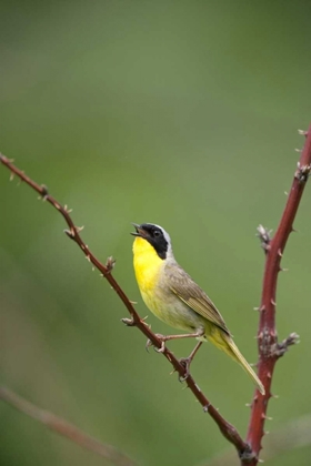 Picture of CANADA, QUEBEC COMMON YELLOWTHROAT SINGING