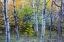 Picture of CANADA, QUEBEC ASPEN POPLAR TREES AND POND