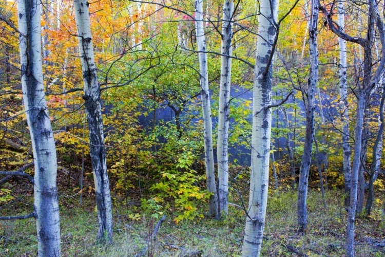 Picture of CANADA, QUEBEC ASPEN POPLAR TREES AND POND