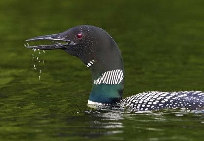 Picture of CANADA, QUEBEC, EASTMAN COMMON LOON CALLING