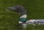 Picture of CANADA, QUEBEC, EASTMAN COMMON LOON CALLING
