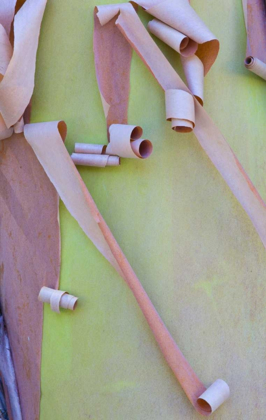 Picture of WASHINGTON, PORT TOWNSEND MADRONE TREE BARK