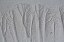 Picture of MAINE, PINE POINT FOREST-LIKE SAND PATTERNS