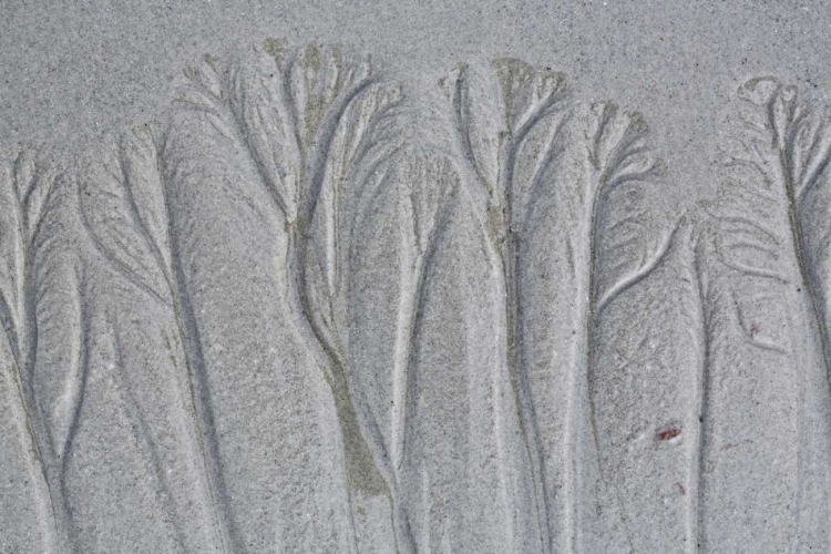 Picture of MAINE, PINE POINT FOREST-LIKE SAND PATTERNS