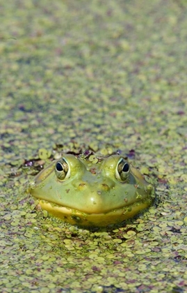 Picture of CANADA, BOUCHERVILLE GREEN FROG IN DUCKWEED