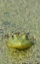 Picture of CANADA, BOUCHERVILLE GREEN FROG IN DUCKWEED