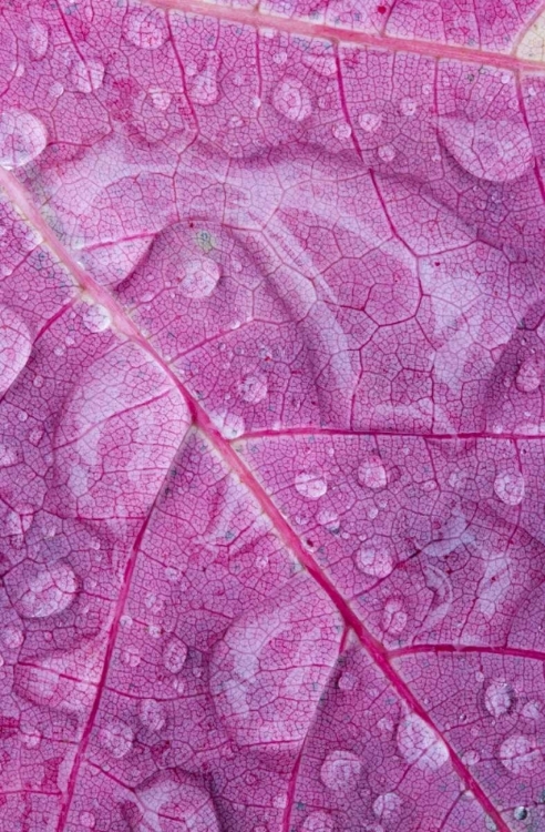 Picture of CANADA, QUEBEC, RAIN WATER ON RED MAPLE LEAF