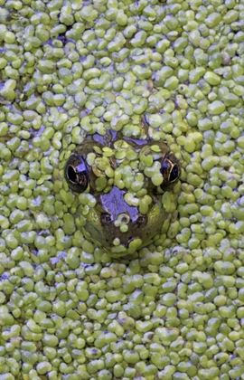 Picture of CANADA, QUEBEC GREEN FROG IN DUCKWEED WATER