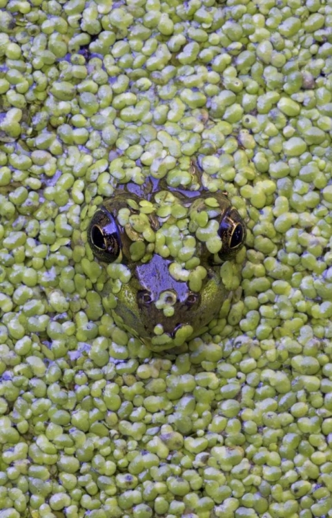Picture of CANADA, QUEBEC GREEN FROG IN DUCKWEED WATER