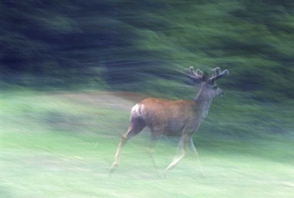 Picture of CANADA, ALBERTA, JASPER NP MULE DEER RUNNING